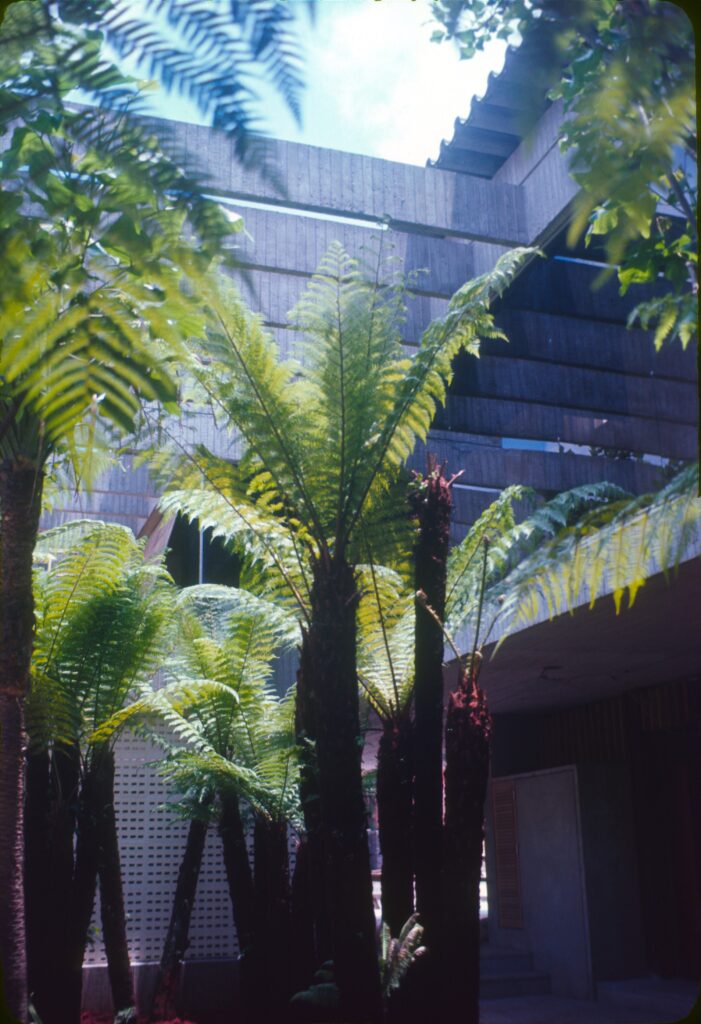 Samambaias-açu em pátio interno sob estrutura de concreto — P0003 — Residência Abílio dos Santos Diniz, Cidade Jardim — F016-P0003-1972-S03-D00006