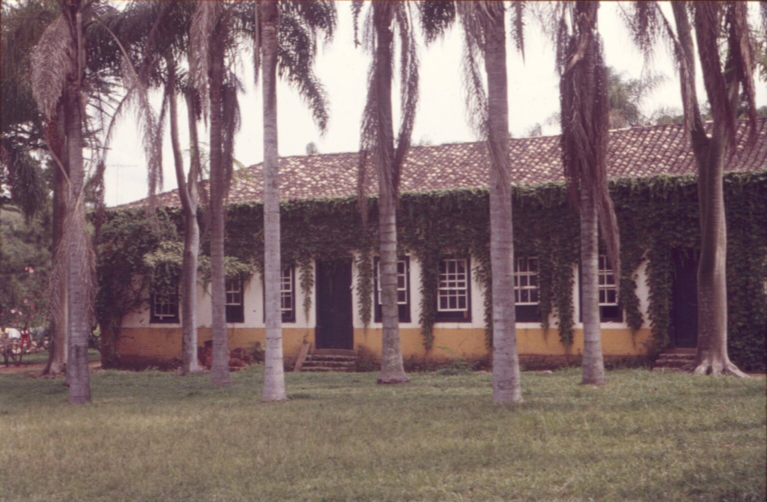 Fachada de construção térrea com telhado cerâmico, paredes tomadas por hera e janelas de caixilho branco, vista atrás de uma fileira de árvores — P0024 — Fazenda Fernando Millan — F016-P0024-1981-S01-D00011