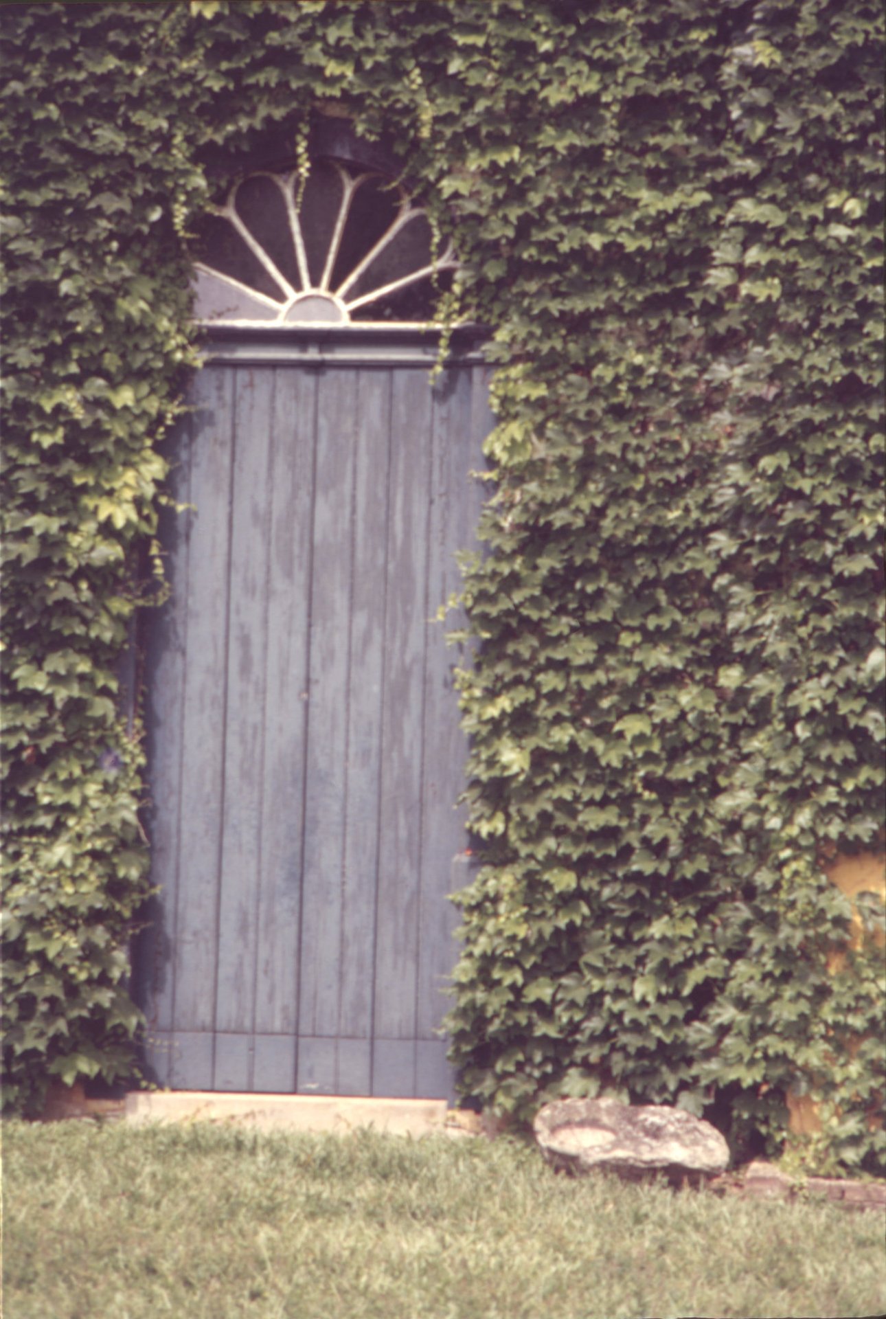 Porta de madeira com bandeira em forma de leque, quase totalmente coberta por hera — P0024 — Fazenda Fernando Millan — F016-P0024-1981-S03-D00010