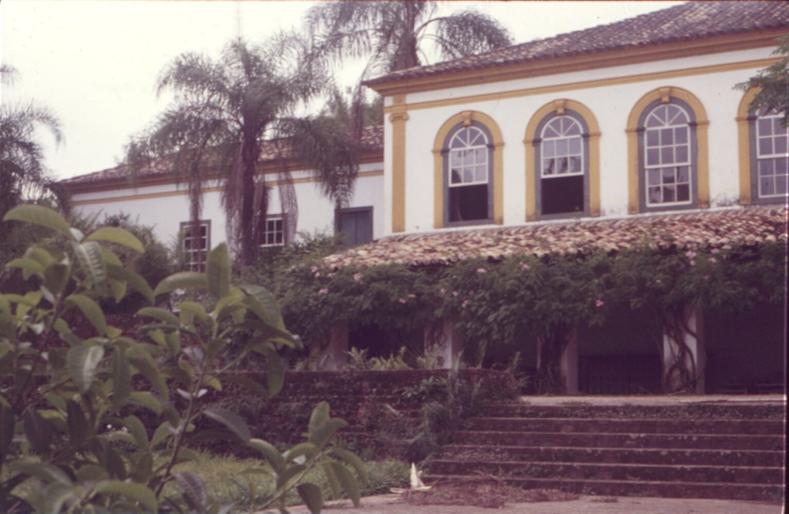 Vista de fachada colonial com janelas em arco e molduras coloridas, parcialmente encoberta por folhagem — P0024 — Fazenda Fernando Millan — F016-P0024-1981-S03-D00016