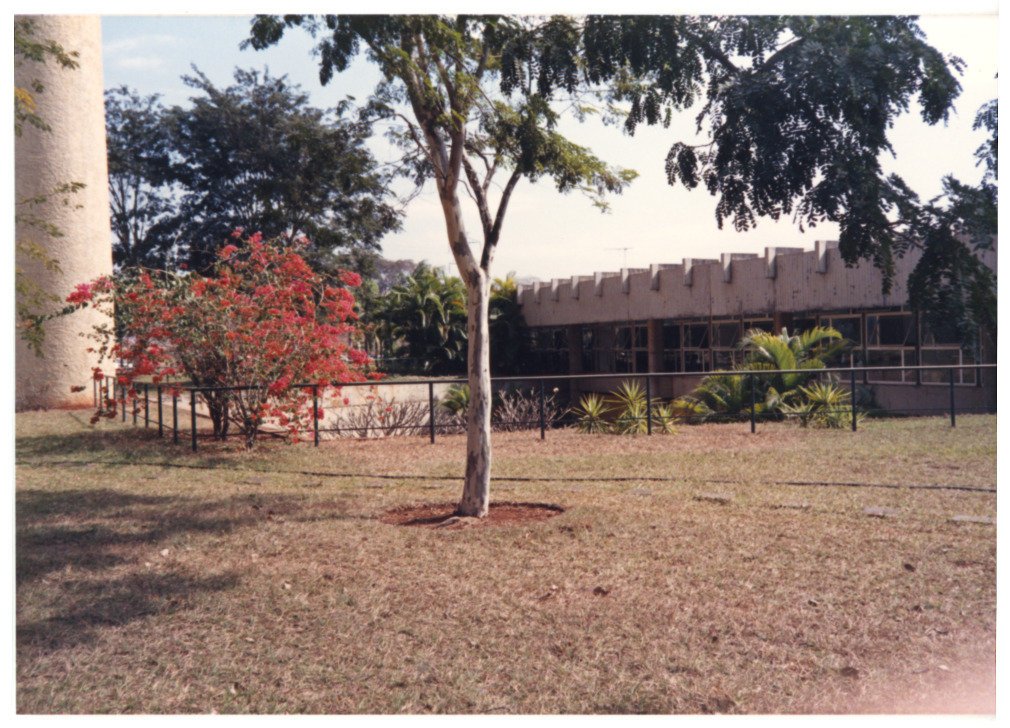 Vista de jardim com árvore e arbusto florido em primeiro plano, tendo ao fundo edificação de cobertura ondulada em concreto — P0015 — SESI — Ribeirão Preto — F009-P0015-1973-S03-D00042