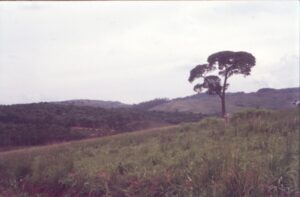 Vista de paisagem rural com colinas cobertas de vegetação, campo gramado em primeiro plano e árvore isolada à direita — P0024 — Fazenda Fernando Millan