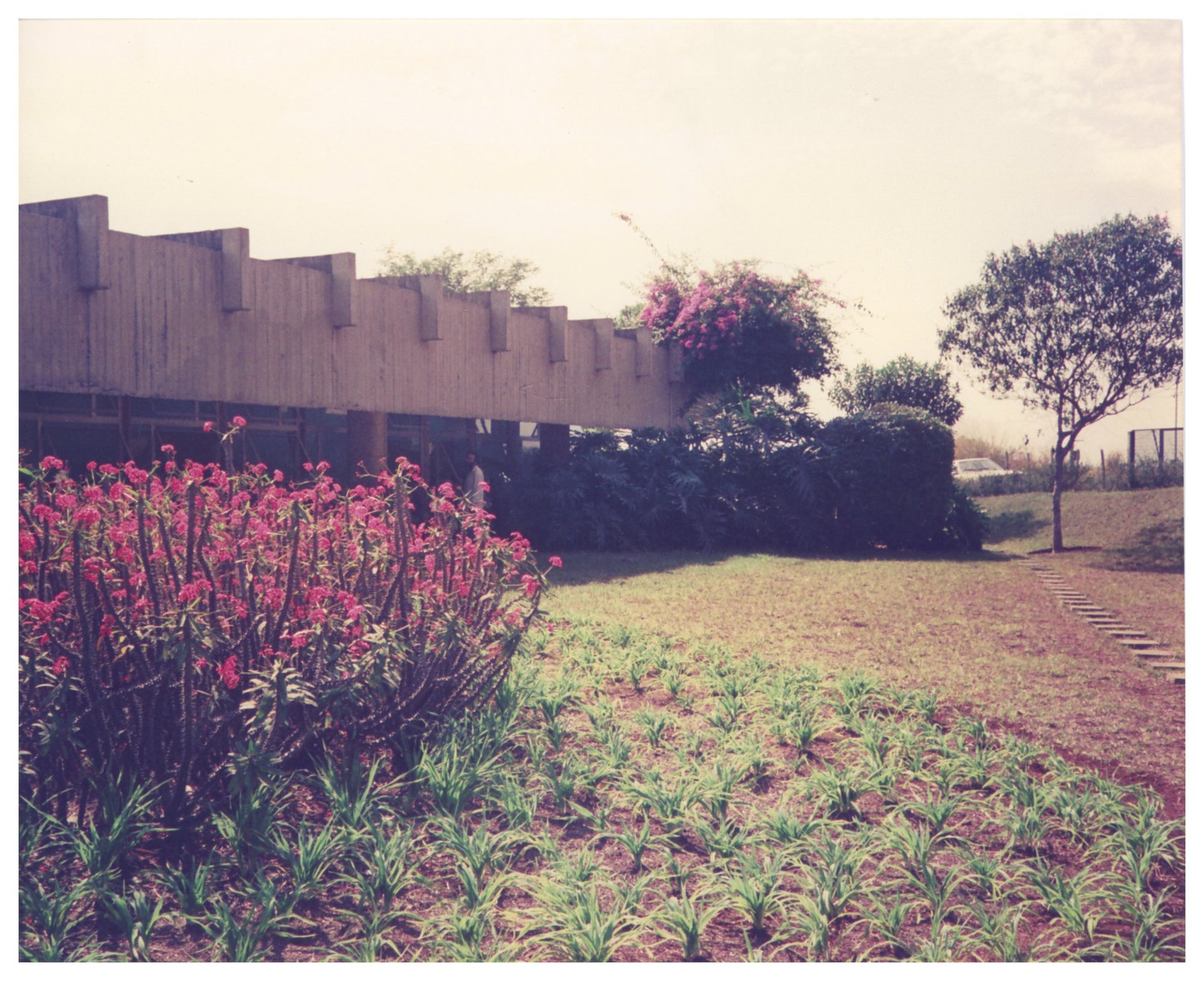Vista do jardim e da cobertura de concreto de um edifício, com canteiro de flores em primeiro plano — P0015 — SESI — Ribeirão Preto — F009-P0015-1973-S03-D00029